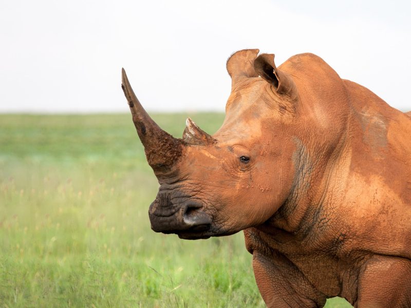 brown-rhinoceros-1524627.jpg